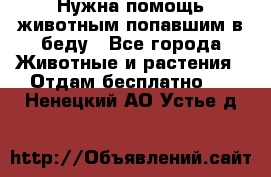 Нужна помощь животным попавшим в беду - Все города Животные и растения » Отдам бесплатно   . Ненецкий АО,Устье д.